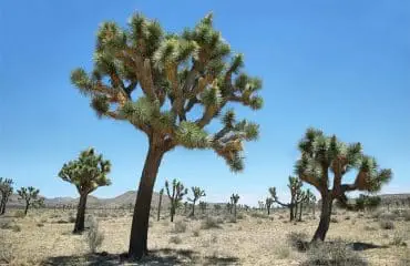 joshua_tree
